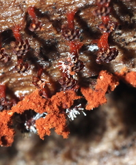 Polycephalomyces tomentosus