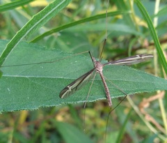 Tipula furca