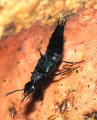 Philonthus caeruleipennis