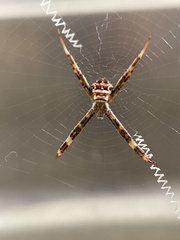 Argiope aetherea