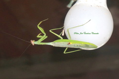 Stagmatoptera