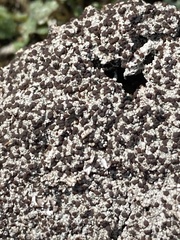 Bryoplaca sinapisperma