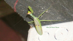 Stagmatoptera