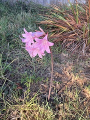 Amaryllis belladonna