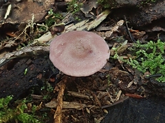 Baeospora myriadophylla