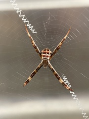 Argiope aetherea
