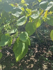 Catalpa bignonioides