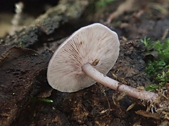 Baeospora myriadophylla