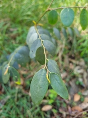Breynia oblongifolia