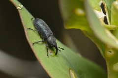 Mecinus janthiniformis