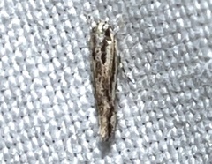 Melanocinclis lineigera