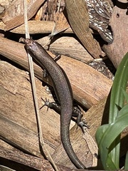 Lampropholis