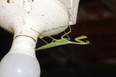 Stagmatoptera