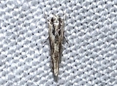 Melanocinclis lineigera