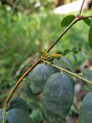 Breynia oblongifolia