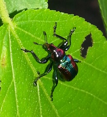 Pilolabus viridans