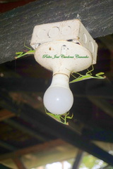 Stagmatoptera