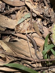 Lampropholis
