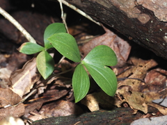 Isotria verticillata