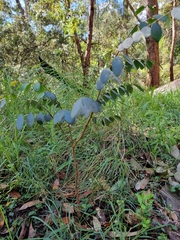 Breynia oblongifolia