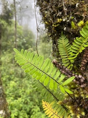 Polypodioideae