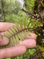 Polypodioideae