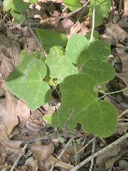 Passiflora lutea