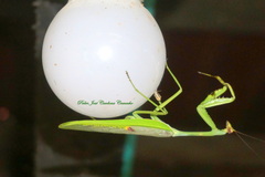 Stagmatoptera