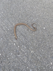 Fowlea flavipunctata