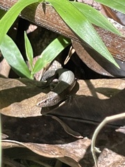 Lampropholis