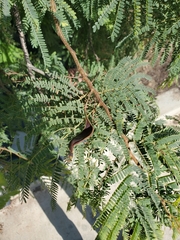 Senegalia berlandieri