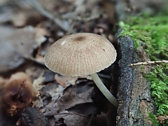 Pluteus longistriatus