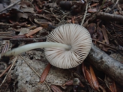 Pluteus longistriatus