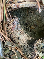 Reticulitermes flavipes