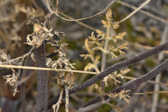 Lomatium