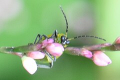 Diabrotica undecimpunctata