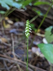 Spiranthes ovalis erostellata