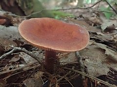 Lactarius camphoratus