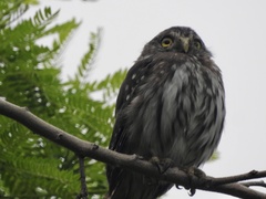 Glaucidium brasilianum