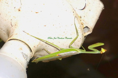 Stagmatoptera
