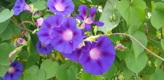 Ipomoea purpurea