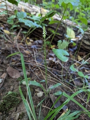 Spiranthes ovalis erostellata