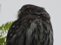 Glaucidium brasilianum