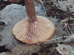 Lactarius camphoratus