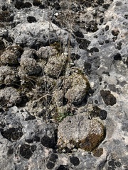 Bryoplaca sinapisperma