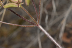 Lomatium