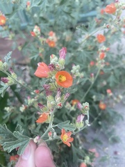 Sphaeralcea munroana