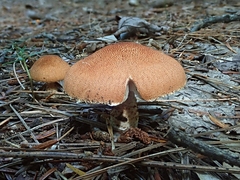 Cystoderma