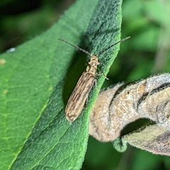 Tenomerga cinerea