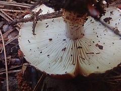 Cystoderma